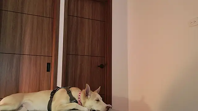 Hot Couple666 online show from September 2025 01:49:01 AM