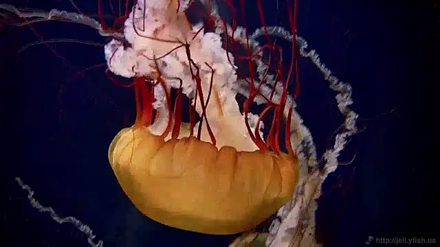 streamy test11 online show from December 2024 08:09:02 AM