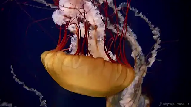 streamy test11 online show from December 2024 08:09:01 AM