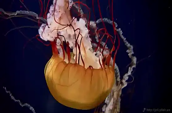 streamy test11 online show from February 2025 08:13:02 AM