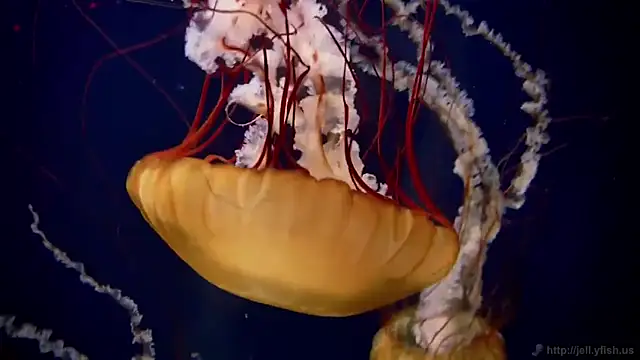 streamy test11 online show from February 2025 08:09:02 AM