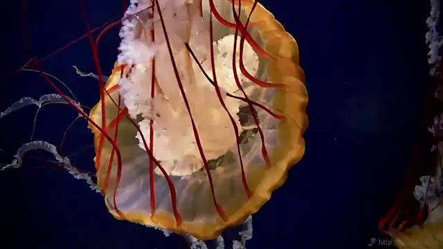 streamy test11 online show from September 2025 07:55:02 AM