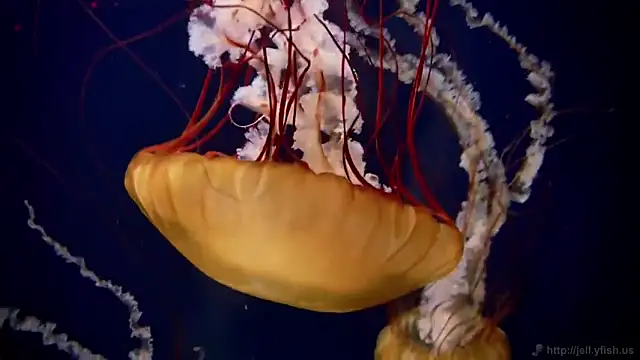 streamy test11 online show from November 2025 05:03:01 PM