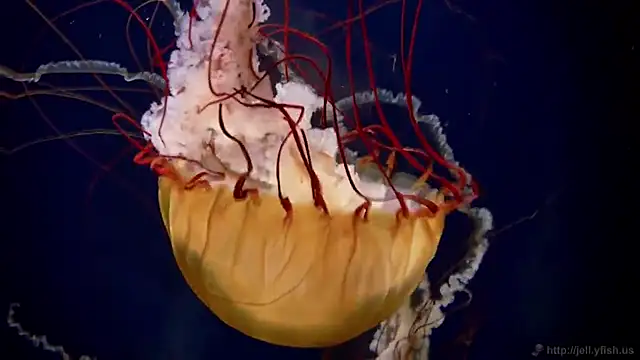 Snapshot of streamy_test11 chatting on January 2026 09:02:02 AM streamy test11 online show from January 2026 09:02:02 AM