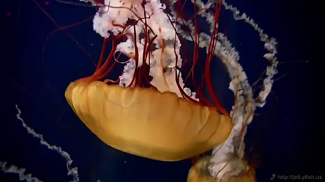 Snapshot of streamy_test11 chatting on February 2026 10:20:02 AM streamy test11 online show from February 2026 10:20:02 AM