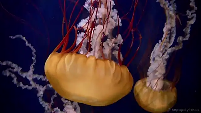 Snapshot of streamy_test11 chatting on February 2026 09:22:02 PM streamy test11 online show from February 2026 09:22:02 PM