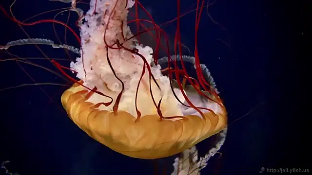 Snapshot of streamy_test11 chatting on February 2026 11:54:02 AM streamy test11 online show from February 2026 11:54:02 AM