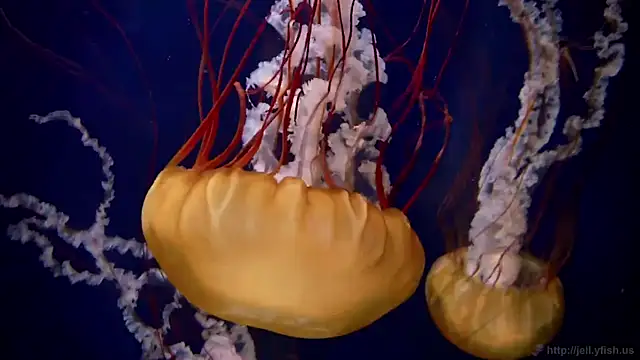 Snapshot of streamy_test11 chatting on March 2026 08:32:02 AM streamy test11 online show from March 2026 08:32:02 AM