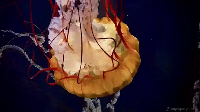 streamy test12 online show from December 2024 08:19:02 AM