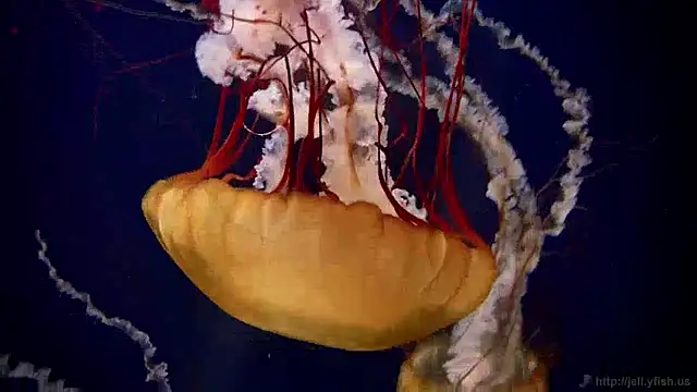 streamy test12 online show from December 2024 08:10:02 AM