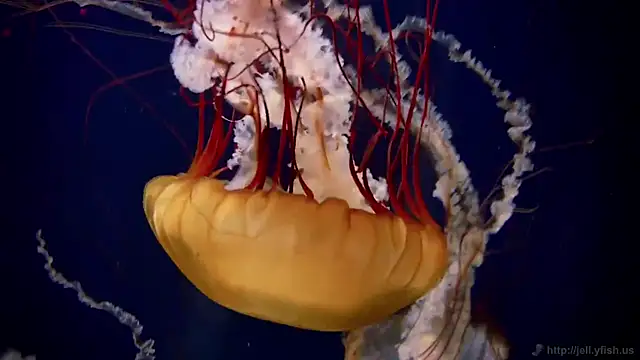 streamy test12 online show from February 2025 08:13:02 AM