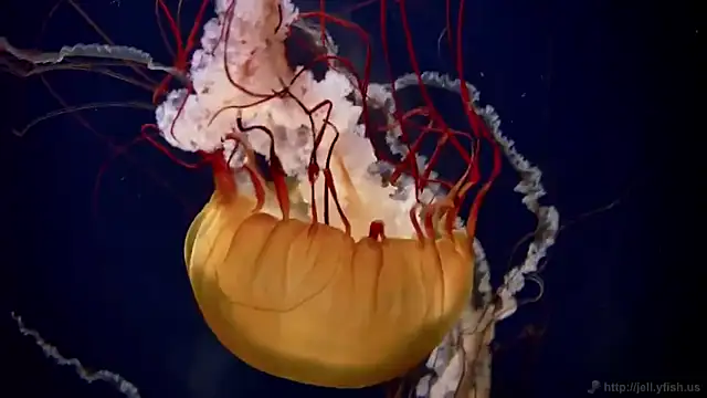 streamy test12 online show from October 2025 08:21:01 AM