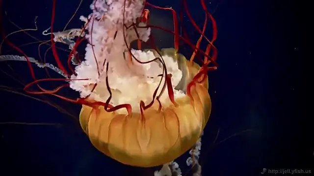 streamy test12 online show from January 2026 06:12:02 PM