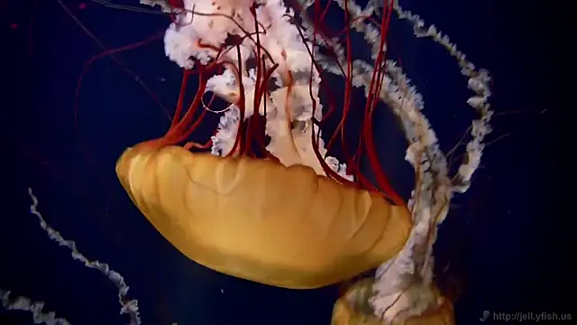 Snapshot of streamy_test12 chatting on February 2026 09:36:02 AM streamy test12 online show from February 2026 09:36:02 AM