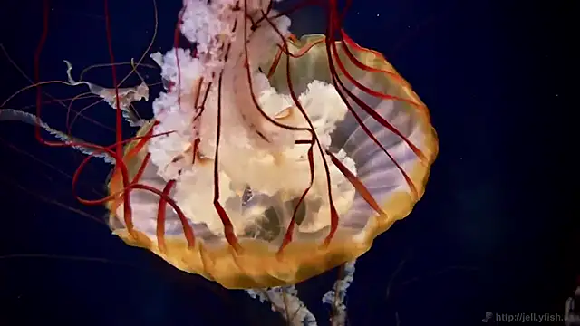 Snapshot of streamy_test12 chatting on February 2026 01:31:02 PM streamy test12 online show from February 2026 01:31:02 PM