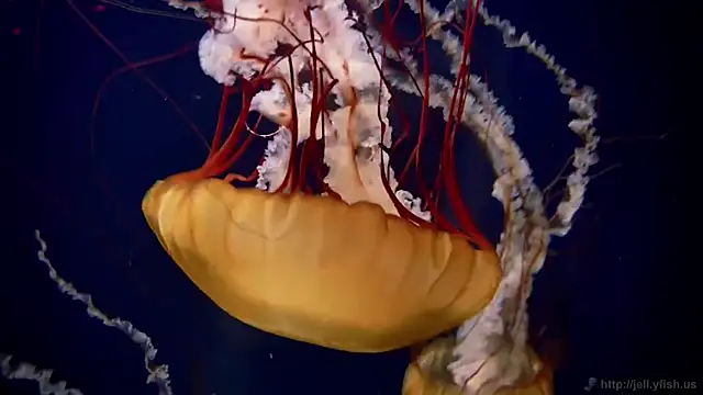 Snapshot of streamy_test13 chatting on October 2025 01:55:02 PM streamy test13 online show from October 2025 01:55:02 PM