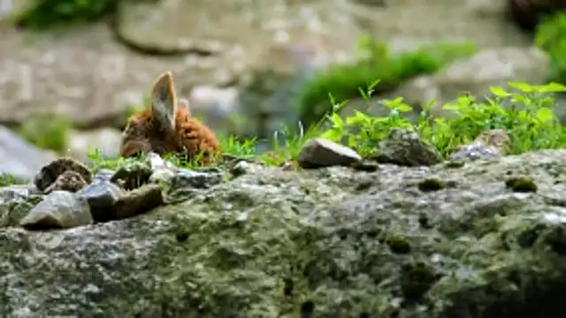 streamy test13 online show from March 2026 10:09:02 AM