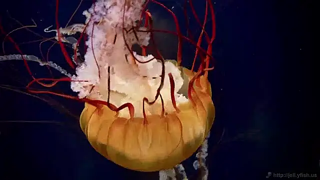 streamy test15 online show from December 2024 08:09:02 AM