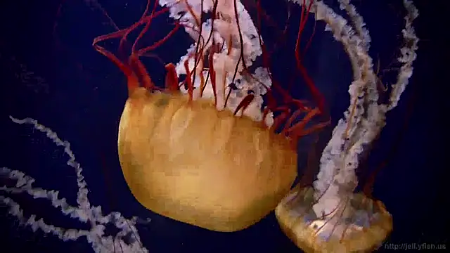 streamy test15 online show from December 2024 11:07:02 AM