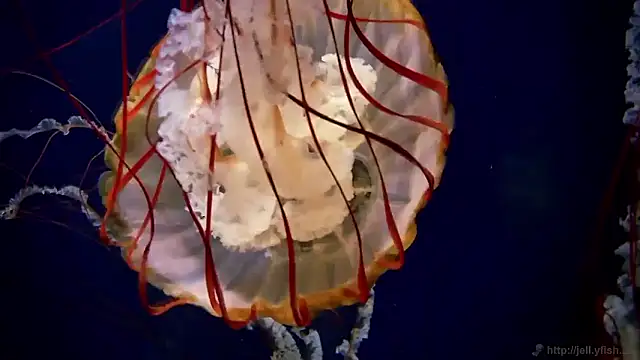 streamy test15 online show from September 2025 07:55:02 AM