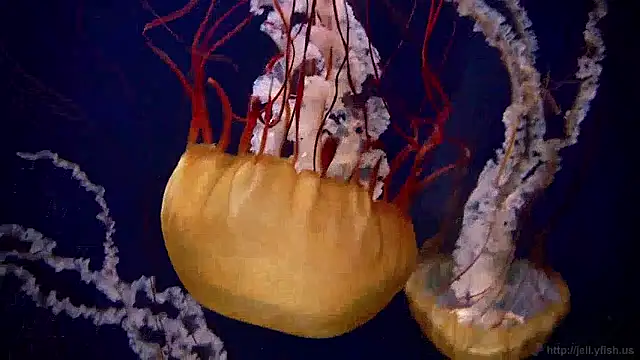 streamy test15 online show from March 2026 07:42:01 AM