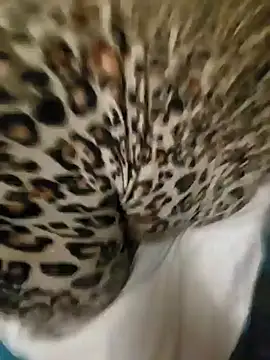 Cameltoekilla online show from January 2025 02:08:01 AM