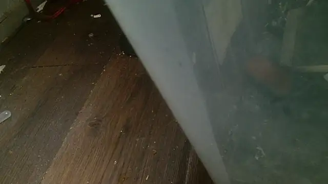 Snapshot of Gigadickman chatting on February 2025 04:31:01 AM Gigadickman online show from February 2025 04:31:01 AM