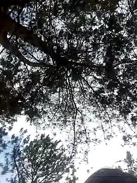 Snapshot of Sofia_xx2 chatting on February 2025 08:50:02 AM Sofia xx2 online show from February 2025 08:50:02 AM