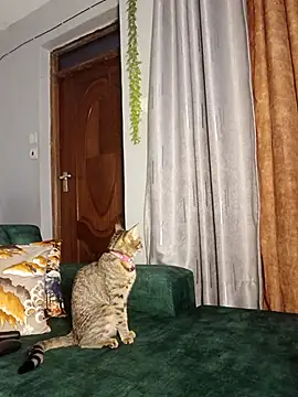 C-yoyo online show from December 2025 09:58:01 AM