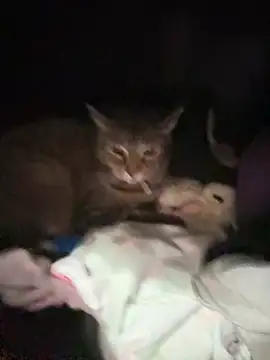 ThicBunz online show from January 2026 11:42:02 PM