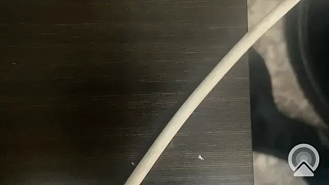 Snapshot of shuai321 chatting on February 2025 07:56:01 AM shuai321 online show from February 2025 07:56:01 AM