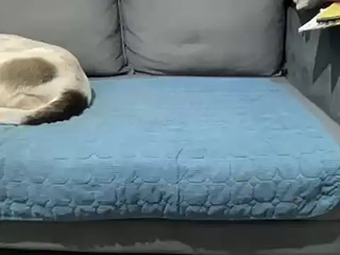 4small4inchlol online show from February 2025 05:47:01 PM