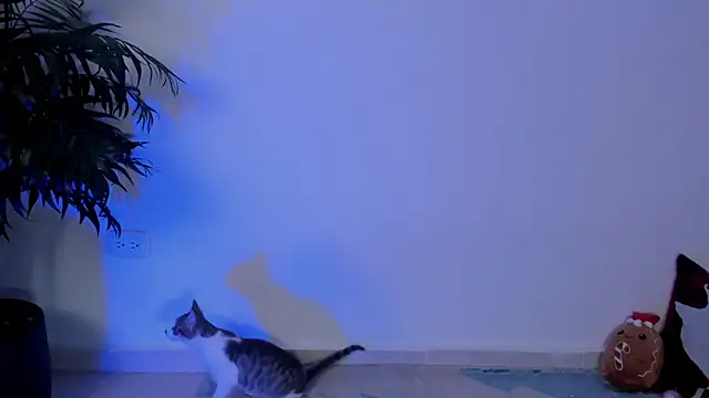 wendymoah online show from December 2024 03:28:02 AM