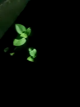 AloneDick online show from October 2025 01:03:02 PM