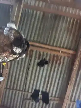 Reynold2608 online show from December 2025 08:50:02 PM