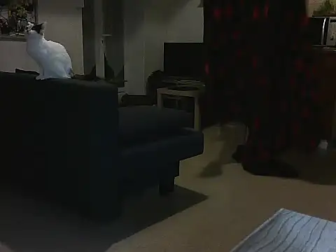 Snapshot of Lauzo21 chatting on March 2025 03:51:01 AM Lauzo21 online show from March 2025 03:51:01 AM