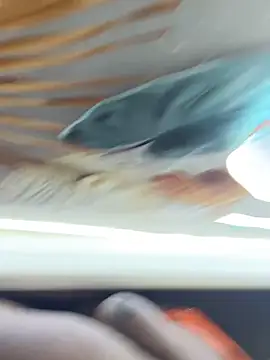 Snapshot of BigBossaNova69 chatting on October 2025 05:38:02 AM BigBossaNova69 online show from October 2025 05:38:02 AM