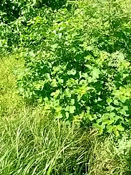 Snapshot of Khaleyssi chatting on March 2026 07:32:01 PM Khaleyssi online show from March 2026 07:32:01 PM