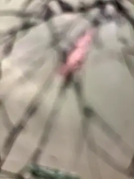 lescro95  online show from December 2025 03:28:02 PM