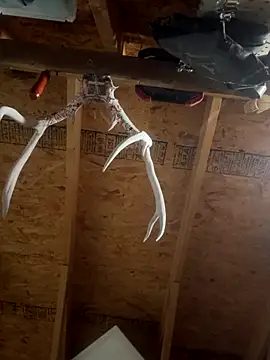 dcockell online show from October 2025 04:01:02 AM