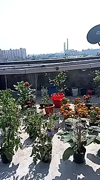 Sneha gril online show from February 2025 07:37:01 AM