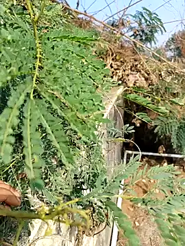 Snapshot of sweet_suman chatting on December 2025 04:53:02 AM sweet suman online show from December 2025 04:53:02 AM