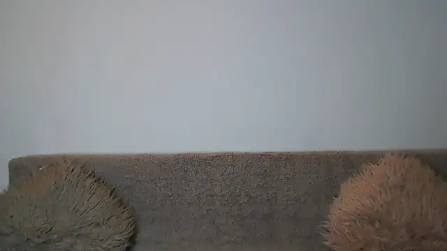 AshlineKatte online show from February 2026 11:03:01 AM