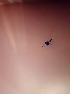 BR master online show from September 2025 10:16:02 AM