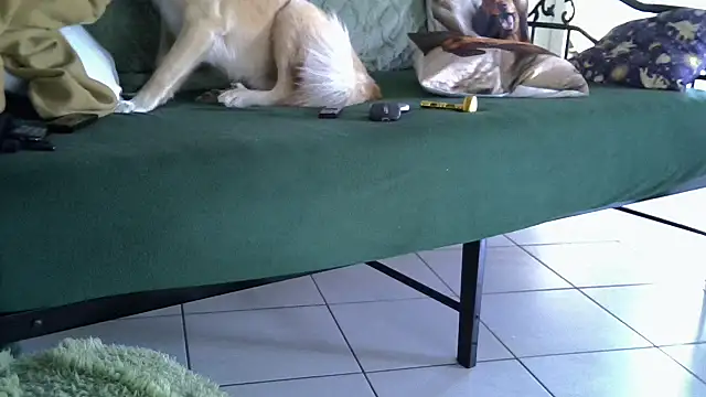 Damn bro23 online show from February 2026 07:32:02 AM