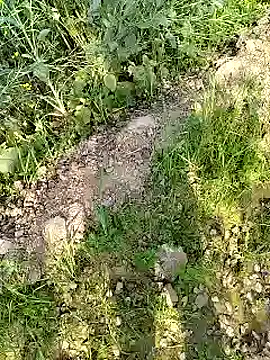 Snapshot of xmanrawan2 chatting on February 2025 04:31:01 AM xmanrawan2 online show from February 2025 04:31:01 AM