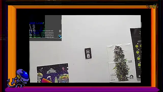 ReyDeBotones online show from March 2025 09:00:02 PM