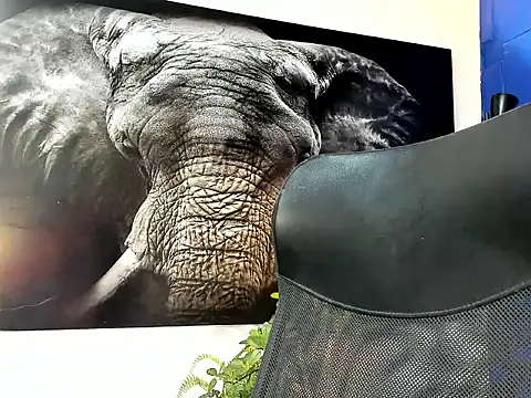 king falconer online show from November 2025 01:38:01 AM