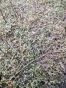 BlackhorseBBC online show from December 2025 01:58:01 AM