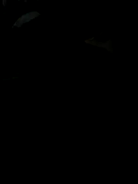 Snapshot of Reeelo chatting on November 2025 04:09:02 PM Reeelo online show from November 2025 04:09:02 PM